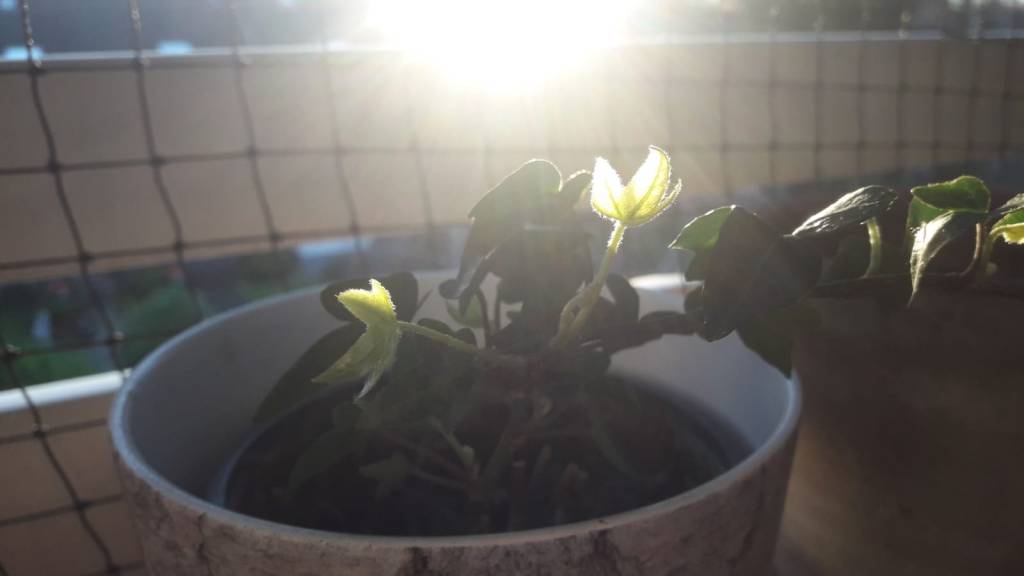 Frühlingssonne - Mein innerer Garten - Sabine Gärtner